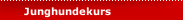 Junghundekurs