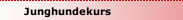 Junghundekurs